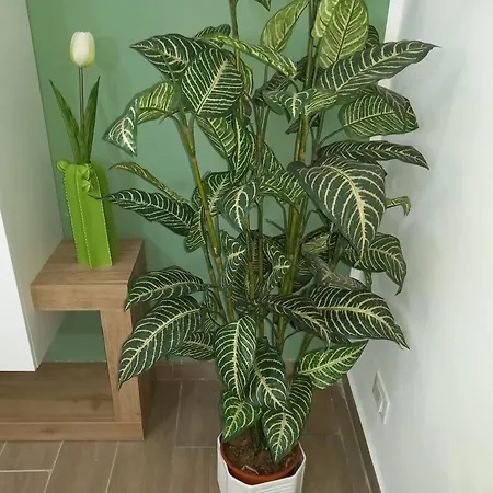 公寓 A Casa Di Lori
